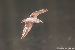 3583 Ring-billed Gull (Larus delawarensis), Alaska