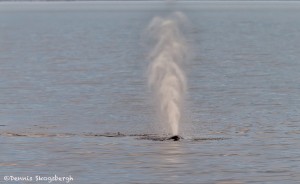 3586 Humpback Whale Spout, Alaska