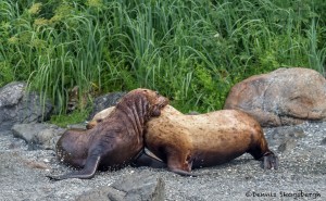 3593 Steller Sea Lions, Brothers Islands, Alaska