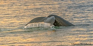 3594 Diving Humpback Whale, Frederick Sound, Alaska