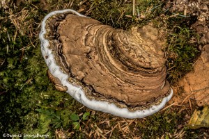 3597 Ganoderma applanatum, Oregon Coast