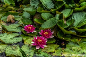 3608 Water Lillies, Choshi Gardens, Mingus Park, Coos Bay, Oregon