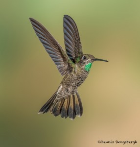 3633 Magnificant Hummingbird (Eugenes-fulgens), Sonoran Desert, Arizona