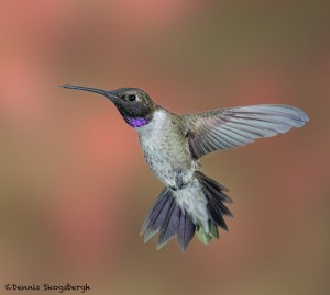 3635 Male Black-chinned Hummingbird (Archilochus alexandri), Sonoran Desert, Arizona