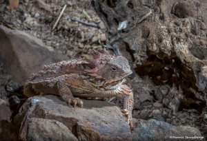 3640 Horned Toad (Short Horned Lizard), (Phrynosoma hernandesi), Sonoran Desert, Arizona