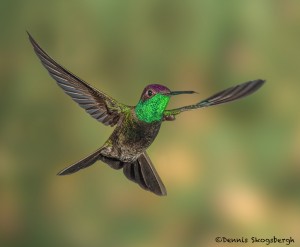 3641 Magnificent Hummingbird (Eugenes fulgens), Sonoran Desert, Arizona