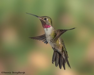 3642 Male Broad-tailed Hummingbird (Selasphorus platycercus), Sonoran Desert, Arizona