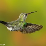 3644 Female Broad-billed Hummingbird (Cyanthus-latirostris), Sonoran Desert, Arizona