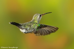 3644 Female Broad-billed Hummingbird (Cyanthus-latirostris), Sonoran Desert, Arizona