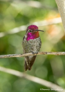 3645 Anna's Hummingbird (Calypte anna), Sonoran Desert, Arizona