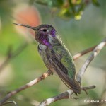 3648 Male Costa's Hummingbird (Calypte-costae), Sonoran Desert, Arizona