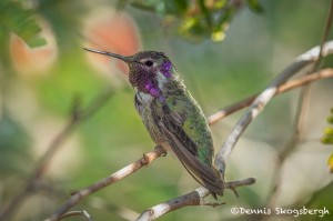 3648 Male Costa's Hummingbird (Calypte-costae), Sonoran Desert, Arizona