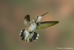 3648 Female Black-chinned Hummingbird (Archilochus alexandri), Sonoran Desert, Arizona