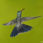 3650 Male Broad-billed Hummingbird (Cyanthus latirostris), Sonoran Desert, Arizona