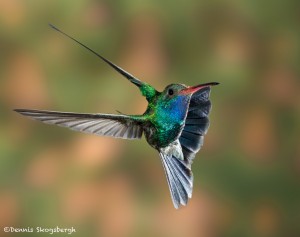 3653 Male Broad-billed Hummingbird (Cynanthus latirostris), Sonoran Desert, Arizona