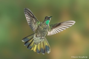 3654 Male Magnificent Hummingbird (Eugenes fulgens), Sonoran Desert, Arizona