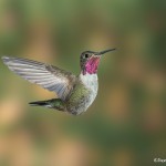 3655 Male Broad-tailed Hummingbird (Selasphorus platycercus), Sonoran Desert, Arizona