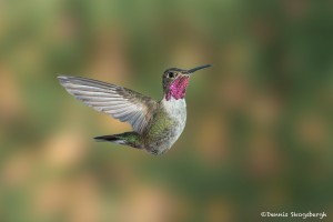 3655 Male Broad-tailed Hummingbird (Selasphorus platycercus), Sonoran Desert, Arizona