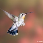 3657 Female Broad-billed Hummingbird (Cyananthus latirostris), Sonoran Desert, Arizona