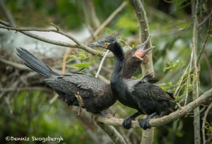 3666 Breeding Pair of Neotropic Cormorants ( Phalacrocorax brasilianus). High Island Rookery, Texas