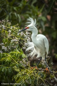 3667 Breeding Snowy Egret (Egretta thula). Anahuac NWR, Texas