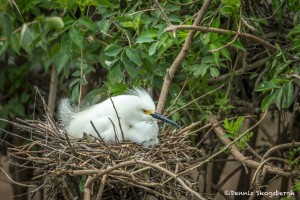 3668 Nesting Snowy Egret (Egretta thula). High Island Rookery, Texas