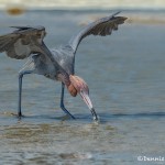 3674 Reddish Egret (Egretta rufescens). Bolivaar Peninsula, Texas