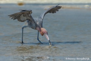 3674 Reddish Egret (Egretta rufescens). Bolivaar Peninsula, Texas