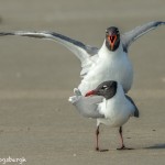 3680 Copulating Laughing Gulls, Bolivar Peninsula, Texas