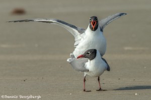 3680 Copulating Laughing Gulls, Bolivar Peninsula, Texas