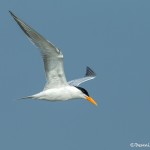 3682 Royal Tern (Thalasseus maximus), Bolivar Peninsula, Texas