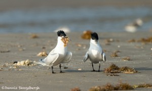 3687 Courting Ritual Sandwich Terns. Male Presents Food to Female. Bolivar Peninsula, Texas