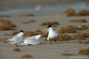 3688 'Kleptoparasitism' Sequence: Royal Tern Attempts Steal from Sandwich Tern Couple.