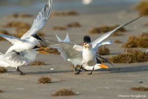 3689 'Kleptoparasitism' Sequence: Royal Terns Complete the Steal