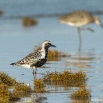 3691 Black-bellied Plover (Plurualis squatarola), Bolivar Peninsula, Texas