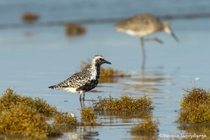 3691 Black-bellied Plover (Plurualis squatarola), Bolivar Peninsula, Texas