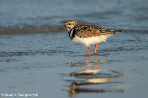 3694 Ruddy Turnstone (Arenaria interpres), Bolivar Peninsula, Texas