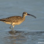 3695 Whimbrel (Numenius phaeopus), Bolivar Peninsula, Texas