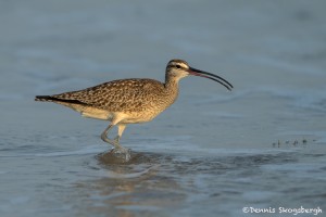 3695 Whimbrel (Numenius phaeopus), Bolivar Peninsula, Texas