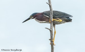 3696 Green Heron (Butorides virescens), Anahuac NWR, Texas