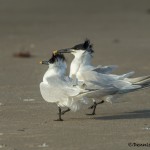 3698 Courtship Ritual, Sandwich Terns, Bolivar Peninsula, Texas