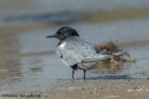 3702 Black Tern (Chlidonias niger), Bolivar Peninsula, Texas