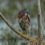 3704 Green Heron (Butorides virescens), Anahuac NWR, Texas