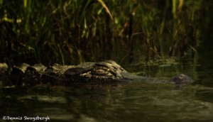 3707 Sleeping Alligator, Anahuac NWR, Texas