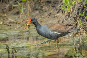 3711 Common Moorhen (Gallinula-chloropus), Anahuac NWR, Texas