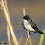 3711 Eastern Kingbird (Tyrannus tyrannus), Anahuac NWR, Texas