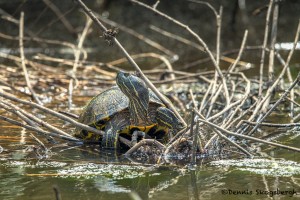 3715 Yellow-bellied Slider (Trachemys scripta), Anahuac NWR, Texas