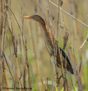 3718 Least Bittern (Lxobrychus exilis), Anahuac NWR, Texas