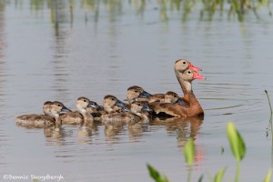 3727 Family of Black-bellied Whistling Ducks (Dendrocygna autumnalis), Anahuac NWR, Texas