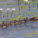 3728 Black-bellied Whistling Ducks (Dendrocygna autumnalis), Anahuac NWR, Texas